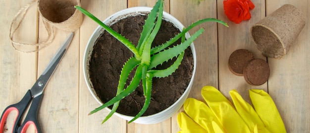 Ogrodnictwo domowe. Aloes w doniczce i narzędzia ogrodowe. Uprawa pożytecznych roślin do domowej kosmetologii.