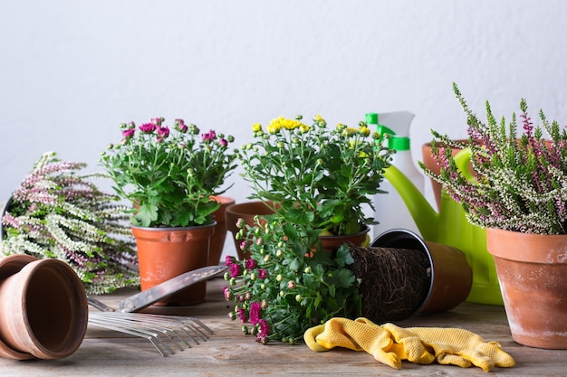 Ogrodnictwo, proces przesadzania podczas pobytu w domu. Sadzenie i uprawa jesiennych kwiatów, ekologiczna koncepcja hobby i wypoczynku.