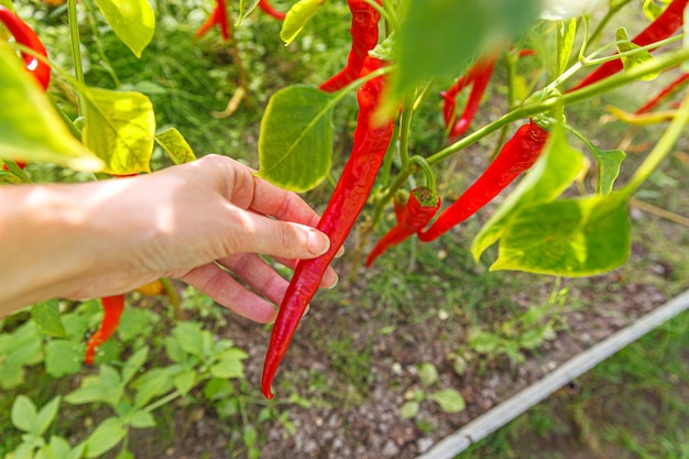 Ogrodnictwo rolnictwo koncepcja Kobieta robotnik rolny ręka zbierająca czerwony świeży dojrzały organiczny papryczka chili w ogrodzie Wegańskie wegetariańskie domowe produkcja żywności Kobieta zbierająca ostry pieprz cayenne
