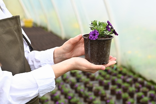 Ogrodniczka w dużej szklarni trzymająca doniczkę z kwitnącą rośliną Codzienna rutyna producenta kwiatów