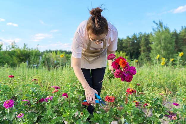 Ogrodniczka w fartuchu z nożyczkami ogrodowymi rozrywającymi bukiet kwiatów cynia w ogrodzie warzywnym, sezon letni, hobby przyrodnicze i przyjemność