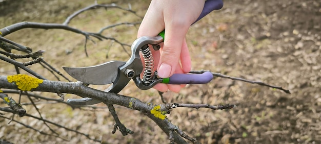 Ogrodnik cięcie przycinanie krzewów drzew gałęzie jabłek rolnictwo wiosna praca na świeżym powietrzu ekologiczna