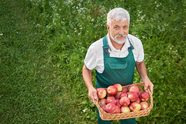 Ogrodnik gospodarstwa koszyk pełen świeżych czerwonych jabłek i stojących na łasce.