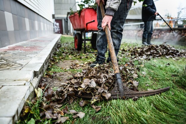 Ogrodnik Grabie Jesienne Liście W Ogrodzie