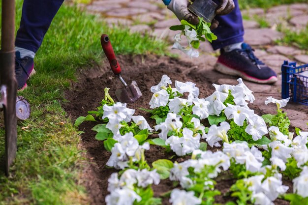 Ogrodnik pracuje w ogrodzie botanicznym miasta mińsk na białorusi wiosna w mińsku kwitnące bzy