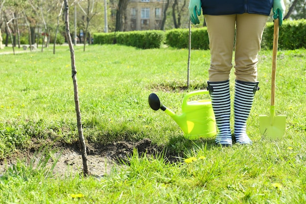 Ogrodnik sadzący drzewo na wiosnę