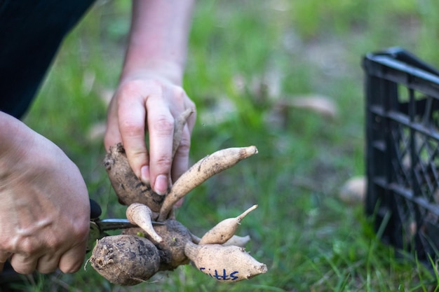 Ogrodnik sortuje bulwy dalii Pielęgnacja korzeni roślin Bulwy dalii na ziemi przed sadzeniem