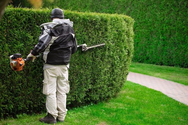 Ogrodnik tnie żywopłot w topiary ogrodzie