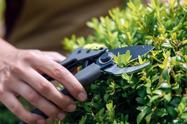 Ogrodnik wykonuje topiary przycinanie bukszpanu za pomocą nożyc ogrodowych w ręku