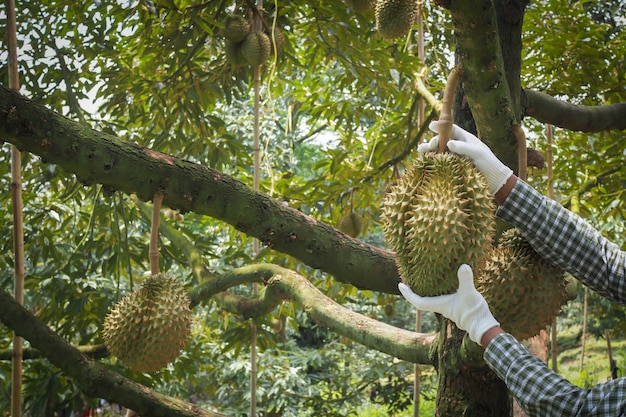 Ogrodnik zbiera owoce Durian, król owoców w Tajlandii.