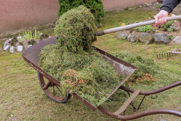 Ogrodnik zbierający przycięty zielony trawnik w wózku ogrodowym do kompostowania