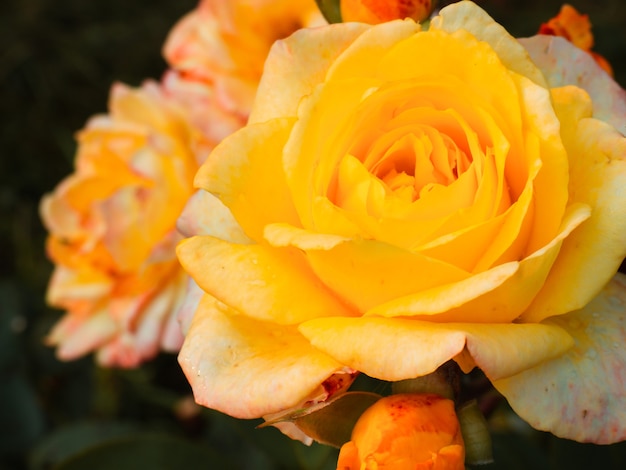 Ogrodowa żółta Róża Z Bliska Na Tle