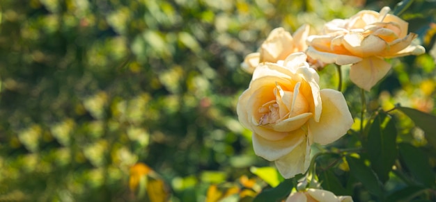 Ogrodowe lekkie pomarańczowe róże pąki w banerze zbliżenie ogrodu na stronie internetowej z wolnym miejscem na tekst