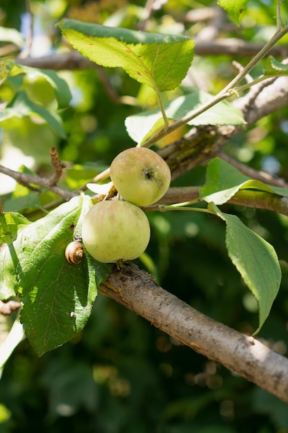 Ogrodowe zielone jabłka