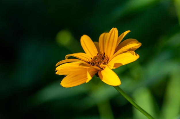 Ogrodowy szorstki oxeye kwiat z żółtymi płatkami w okresie letnim, fotografia z bliska