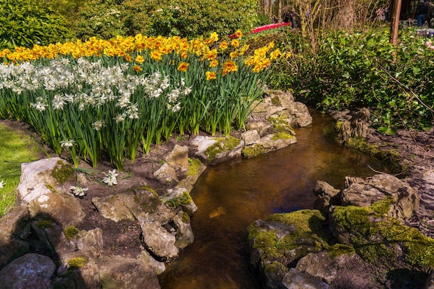 Ogrody Keukenhof wiosną