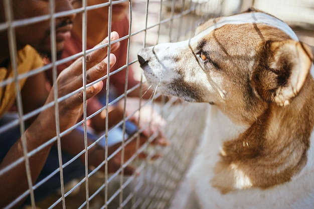 Ogrodzenie rąk i pies w schronisku do adopcji czarny mężczyzna patrzy na bezdomnego szczeniaka na cele charytatywne Opieka nad zwierzętami miłość i współczucie wolontariusz w schronisku dla zwierząt z porzuconymi psami w klatce kliniki weterynaryjnej