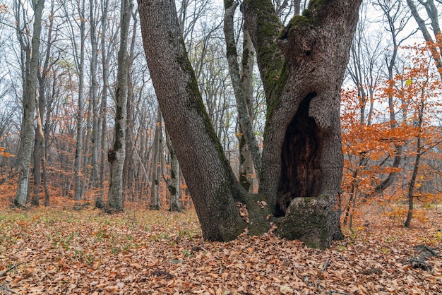 Ogromna Dziupla W Pniu Starego Drzewa