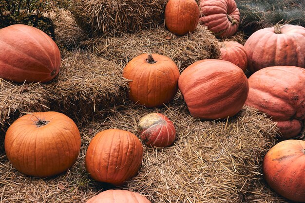 Ogromne I Mini Dynie Ozdobne Na Targu Rolnym Stoją Na Snogach Siana. święto Dziękczynienia I Wystrój Halloween.