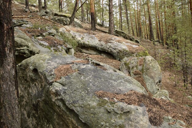 Ogromne kamienie w wiosennym lesie sosnowym Skripino wieś Uljanowsk Rosja kamień w lesie Skrzypiński Kuchury