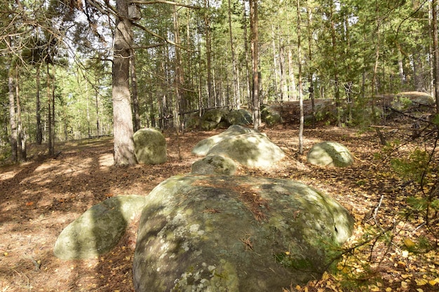 Ogromne kamienie w wiosennym lesie sosnowym Skripino wieś Uljanowsk Rosja kamień w lesie Skrzypiński Kuchury