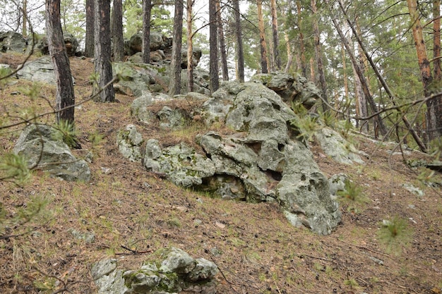 Ogromne kamienie w wiosennym lesie sosnowym Skripino wieś Uljanowsk Rosja kamień w lesie Skrzypiński Kuchury
