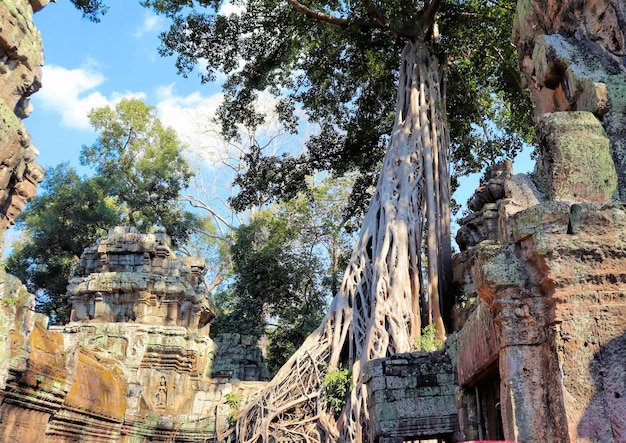 Ogromne korzenie drzew dżungli w świątyniach Kambodży