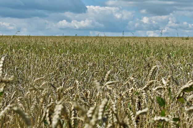 Ogromne żółte Pole Pszenicy I Błękitne Niebo