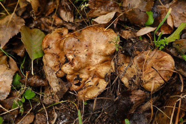 Ogromny grzyb lepista nuda również clitocybe nuda drewno blewit grzyb w jesienny dzień lasu Grzyb grzyb w lesie
