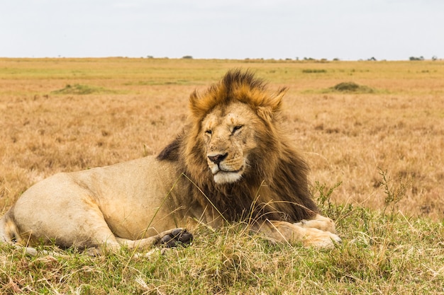 Ogromny Lew Spoczywający Na Wzgórzu Sawanna Masai Mara W Kenii