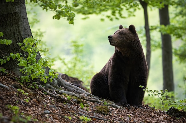 Ogromny niedźwiedź brunatny siedzący na ziemi otoczony zielonymi liśćmi w lesie