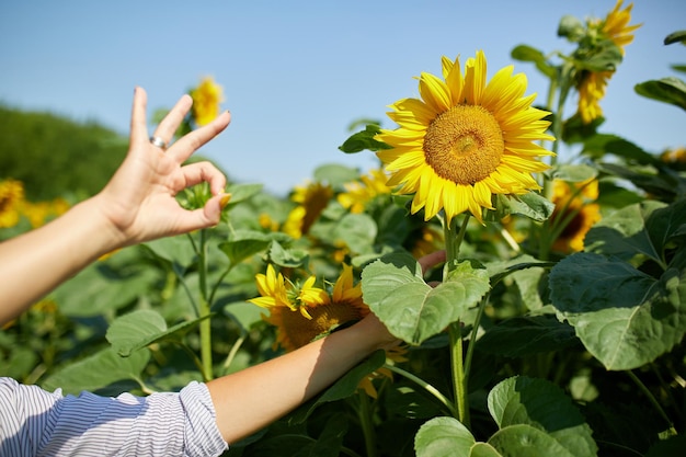 Ok, koncepcja znaku Kobieta rolnik, agronom sprawdza jakość zbiorów ekologicznych pól słoneczników