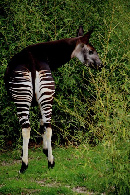 Zdjęcie okapi stojący na boisku