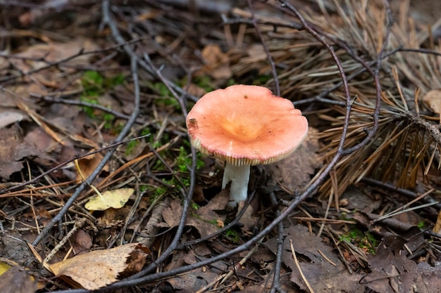 Okaz Grzyba Krwawego Brittlegill, Russula Sanguinea, Russulaceae. Różowy Grzyb Jadalny W Lesie, Wrzesień