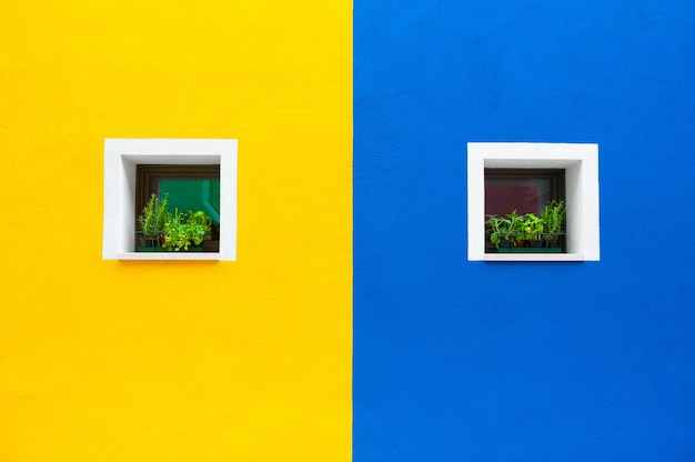 Okna z kwiatami na żółtej i niebieskiej ścianie. Kolorowa architektura na wyspie Burano, Wenecja, Włochy.