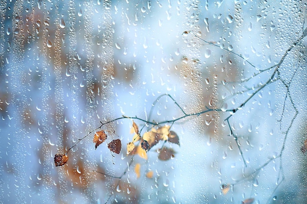 okno deszczowe jesienne gałęzie parkowe liście żółte / abstrakcyjne jesienne tło, krajobraz w deszczowym oknie, pogoda październikowy deszcz
