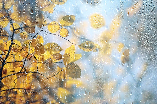 okno deszczowe jesienne gałęzie parkowe liście żółte / abstrakcyjne jesienne tło, krajobraz w deszczowym oknie, pogoda październikowy deszcz