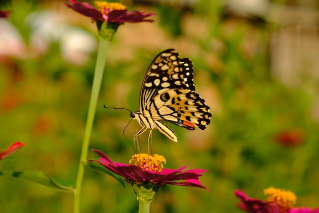 Okoń motyla pazia limonki na kwiat cynia. Papilio demoleus. tło koncepcji natury.