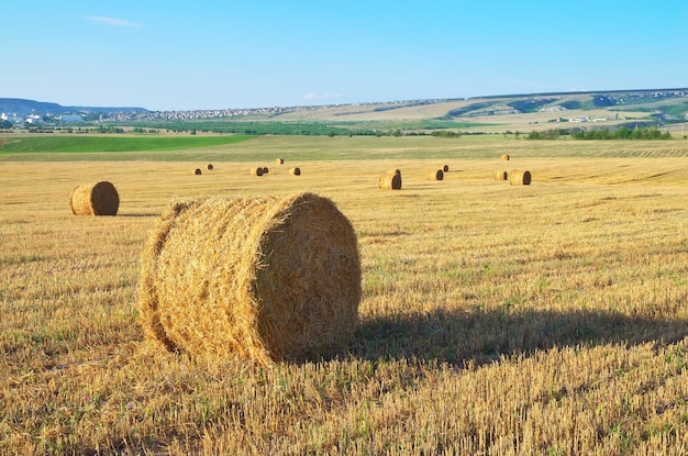 Okrągłe Bele Słomy Na Polu