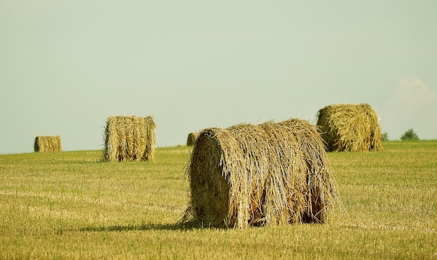 Okrągłe Stogi Siana Na Polu