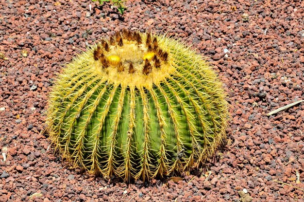 Zdjęcie okrągły sukulent kaktus rosnący na ziemi kamieni