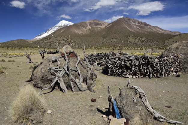 Okrągły wybieg dla alpak z suchych gałęzi w Parku Narodowym Sajama otoczony ośnieżonymi górami Boliwia