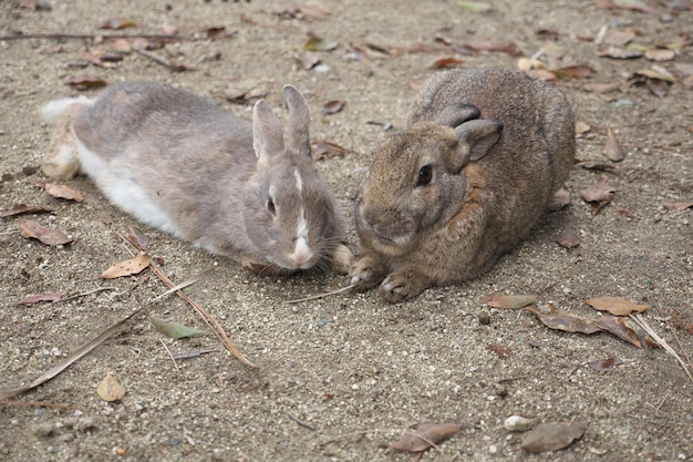 Zdjęcie okunoshima w takehara