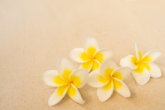 Okwitnięcia Plumeria Na Piasek Plaży Tle