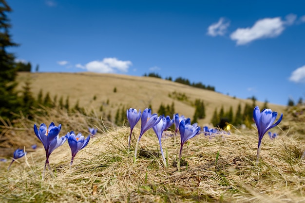 Okwitnięcie Krokusy Przy Wiosną W Alps Górach