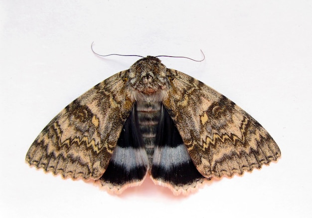 Olbrzym niebieski szary ćma Catocala fraxini na białym tle. Kolekcja motyli. Owad z rzędu Lepidoptera