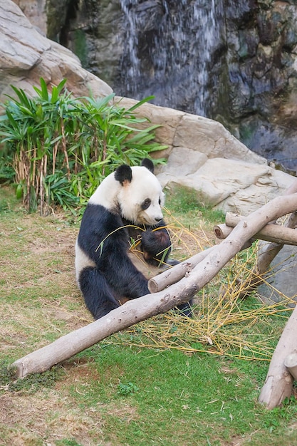 Olbrzymia czarno-biała panda jedząca liście bambusa w zoo w Hong Kong Ocean Park. Selektywne skupienie