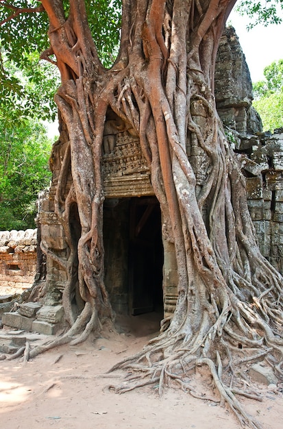 Zdjęcie olbrzymie drzewo rosnące nad starożytnymi ruinami świątyni ta prohm w angkor wat, siem reap, kambodża