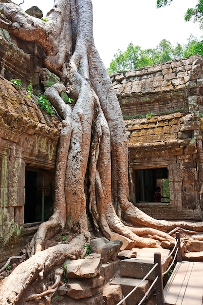 Olbrzymie drzewo rosnące nad starożytnymi ruinami świątyni Ta Prohm w Angkor Wat, Siem Reap, Kambodża