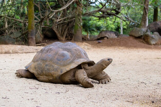 Olbrzymie żółwie dipsochelys gigantea na wyspie Mauritius